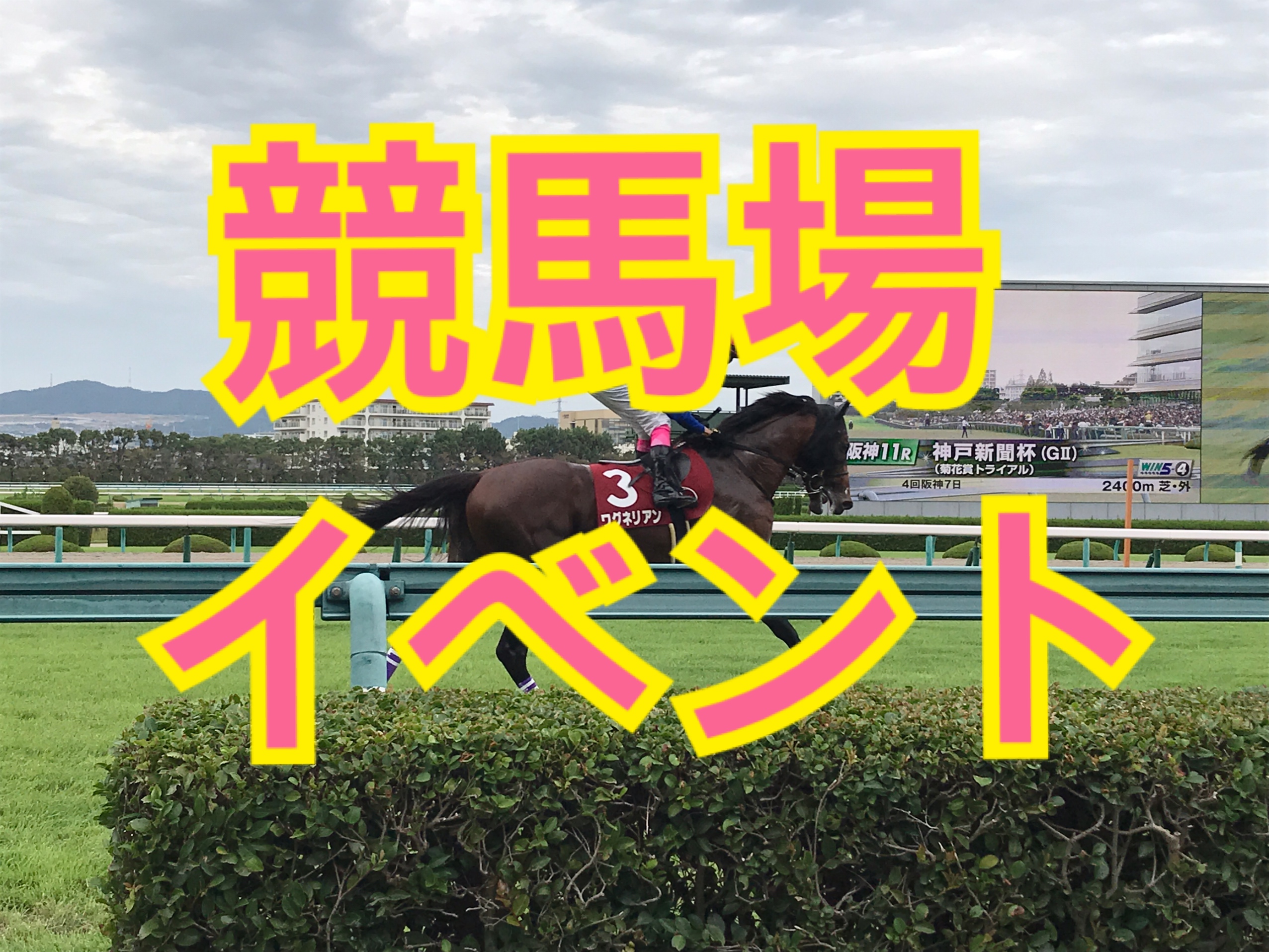 レースで実際に使用した競走馬ゼッケン13 厳つ